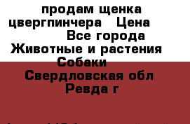 продам щенка цвергпинчера › Цена ­ 15 000 - Все города Животные и растения » Собаки   . Свердловская обл.,Ревда г.